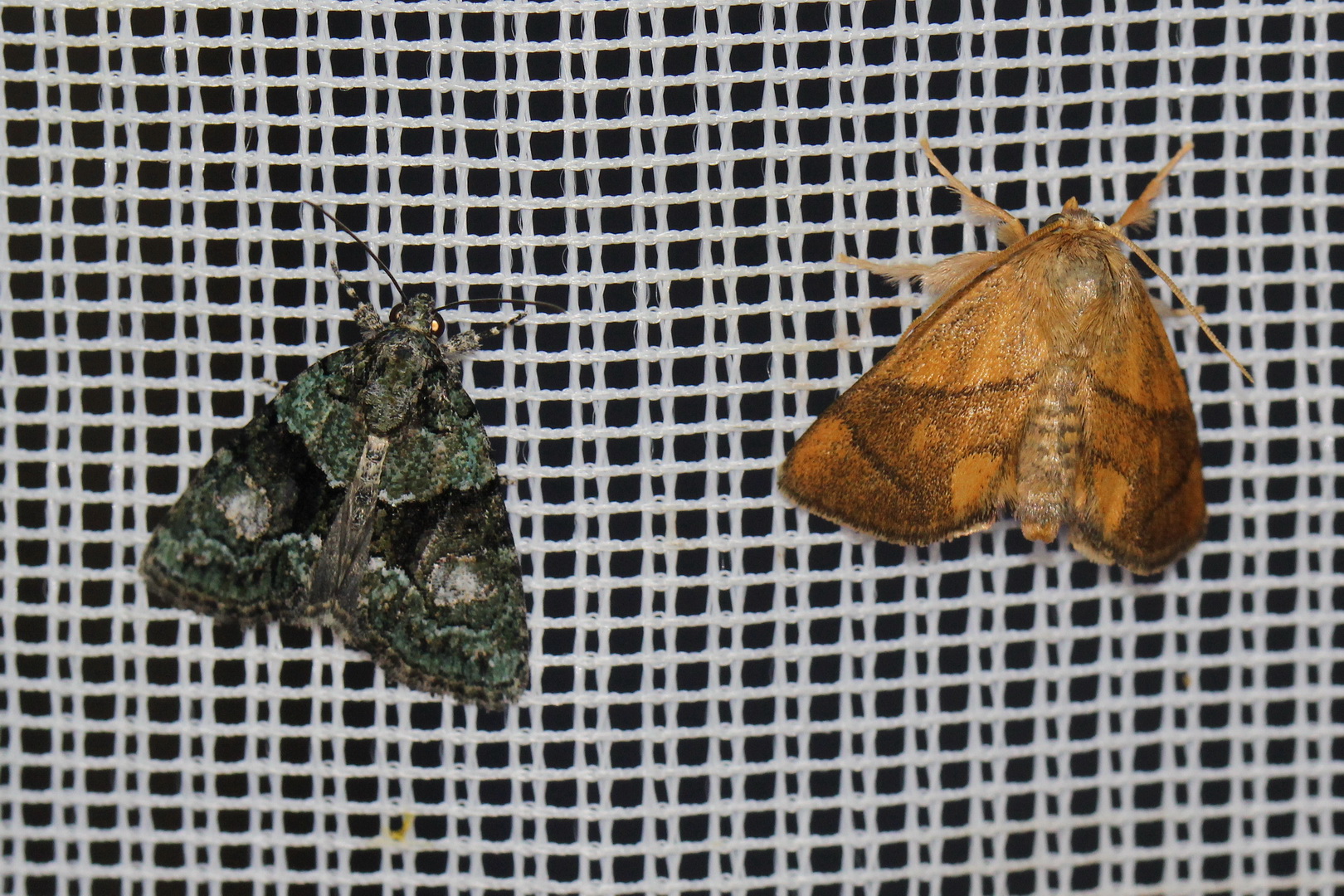 Cryphia algae & Apoda limacodes