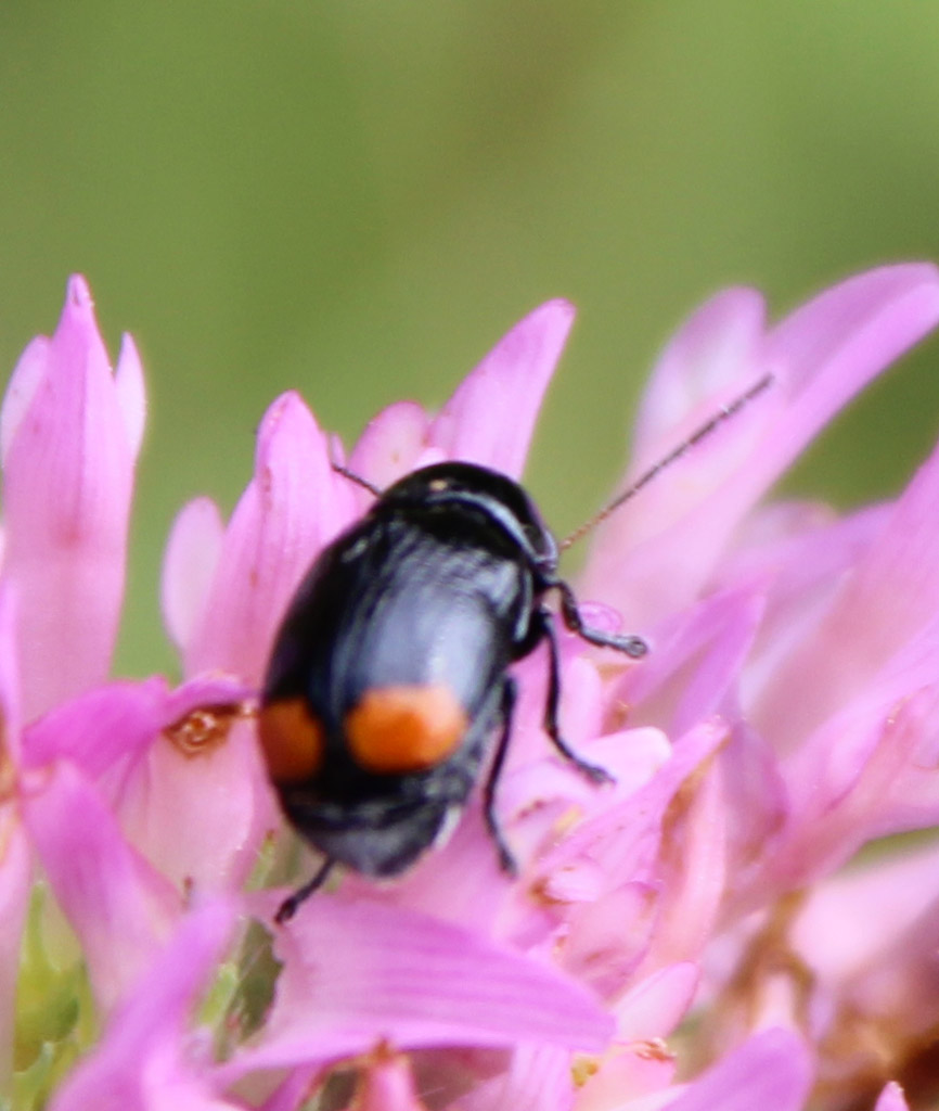 Cryptocephalus biguttatus- Zweifleckiger Fallkäfer 