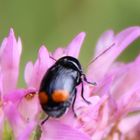 Cryptocephalus biguttatus- Zweifleckiger Fallkäfer 