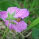 ...Cryptocephalus bipunctatus...