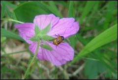 ...Cryptocephalus bipunctatus...