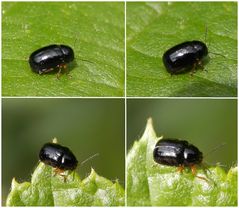 Cryptocephalus flavipes - Collage