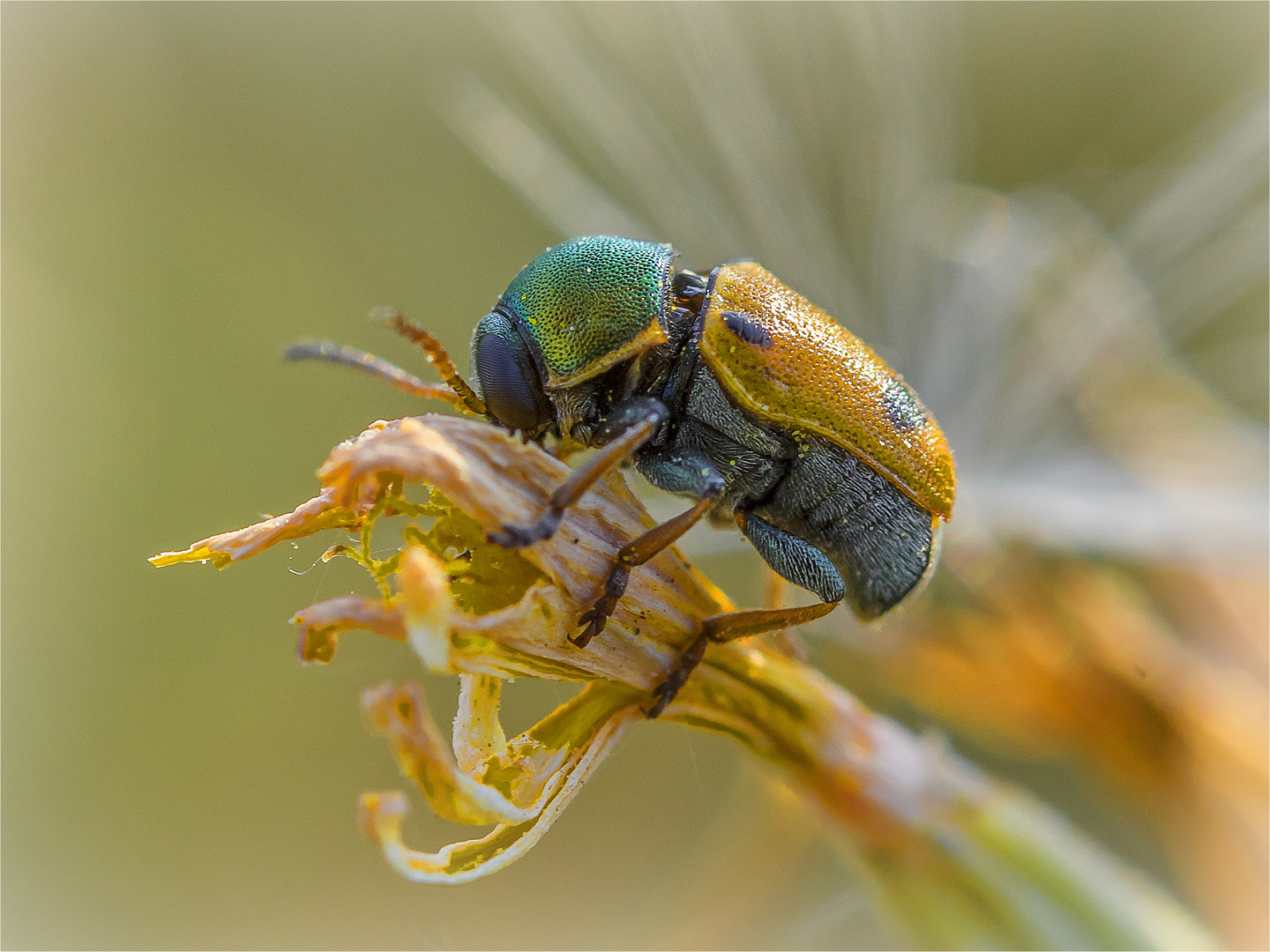 Cryptocephalus laetus