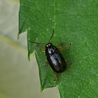 Cryptocephalus ocellatus + 1 Bild