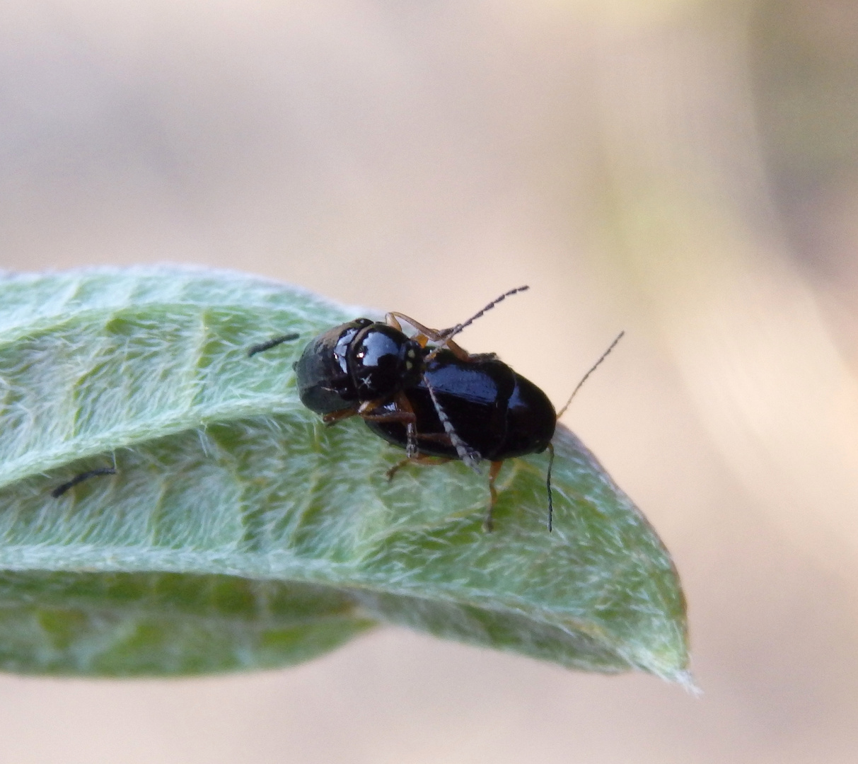 Cryptocephalus ocellatus bei der Paarung