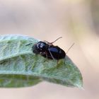 Cryptocephalus ocellatus bei der Paarung