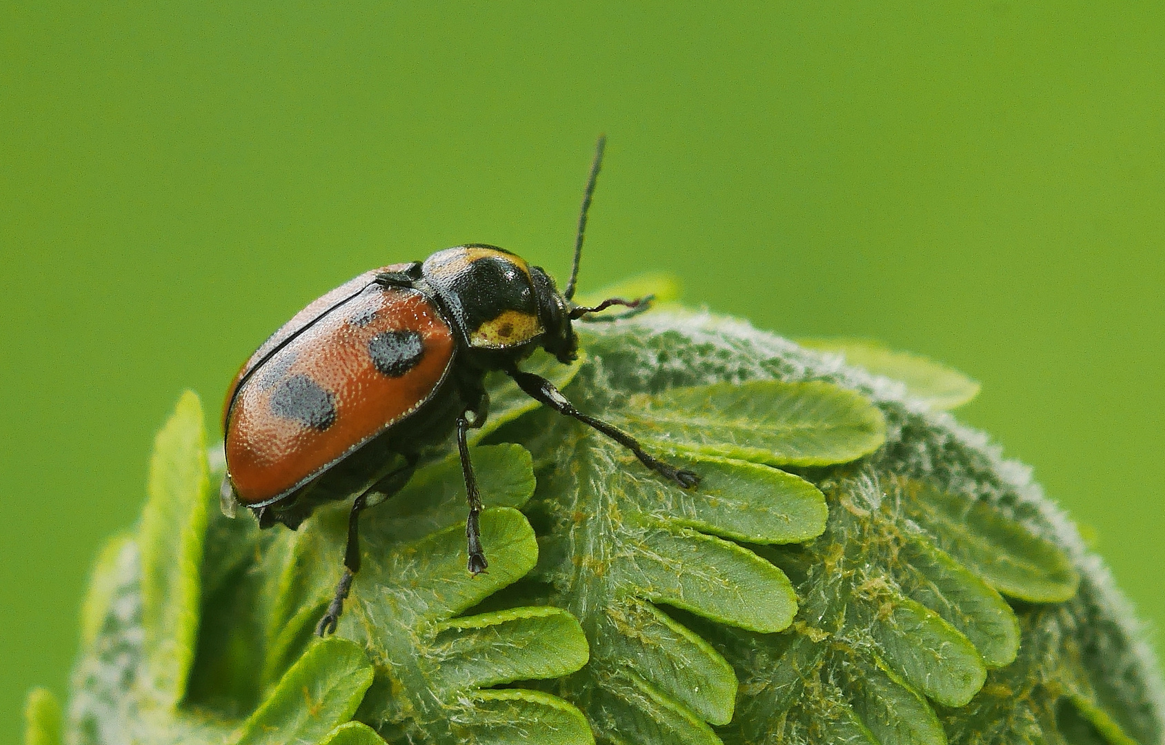 Cryptocephalus octopunctatus