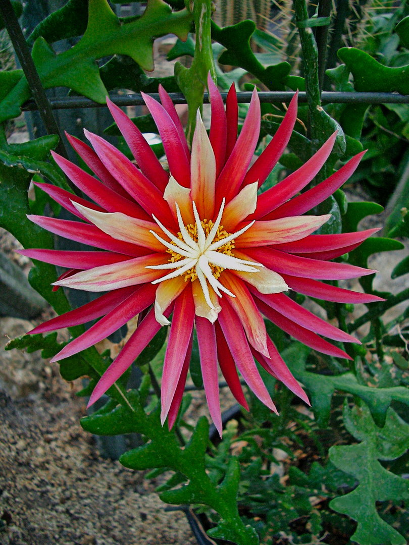 Cryptocereus anthonyanus