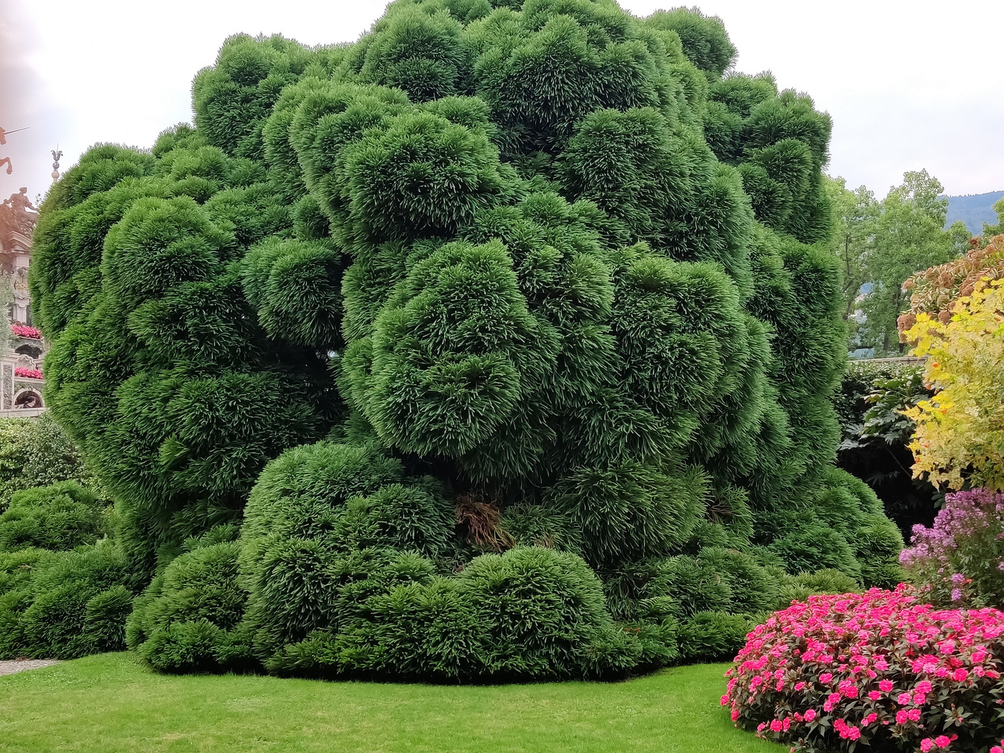 Cryptomeria japonica