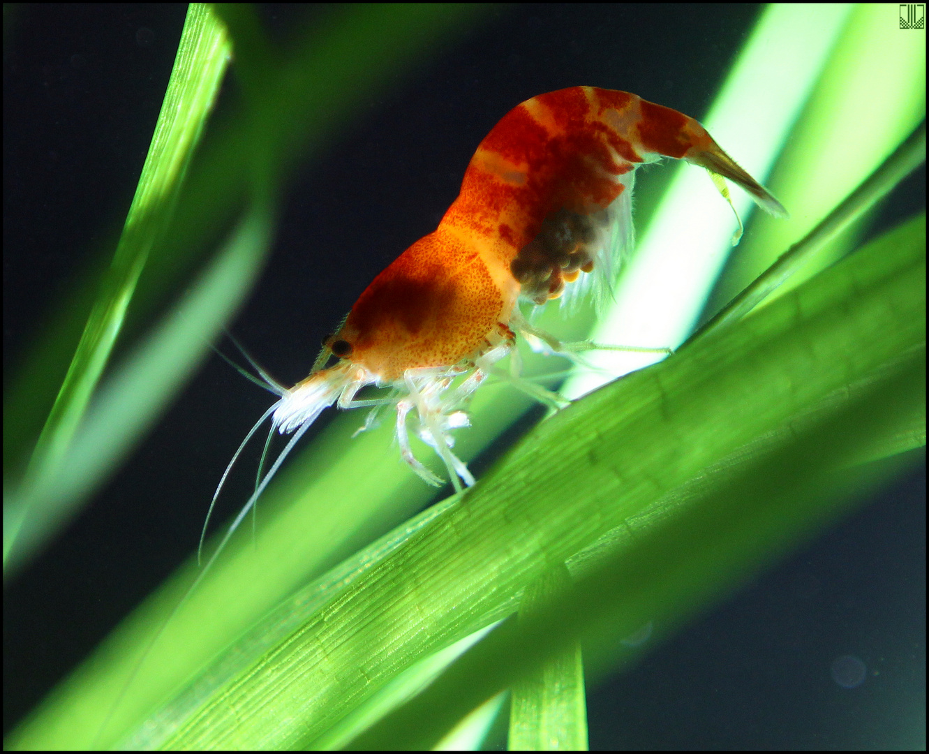 Crystal Red,  Bienengarnele, ( Caridina cf. cantonensis )