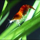 Crystal Red,  Bienengarnele, ( Caridina cf. cantonensis )