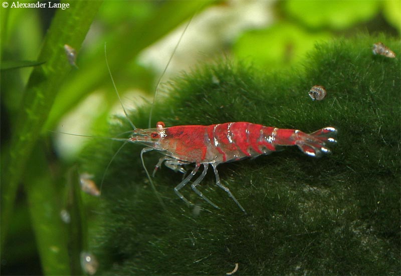 Crystal-Red Garnele auf Mooskugel