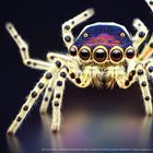 crystal_spider5