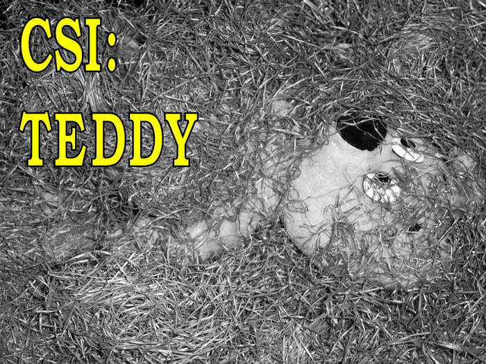 CSI: TEDDY - Tatort Raststätte