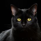 CSM_1028_Black Cat