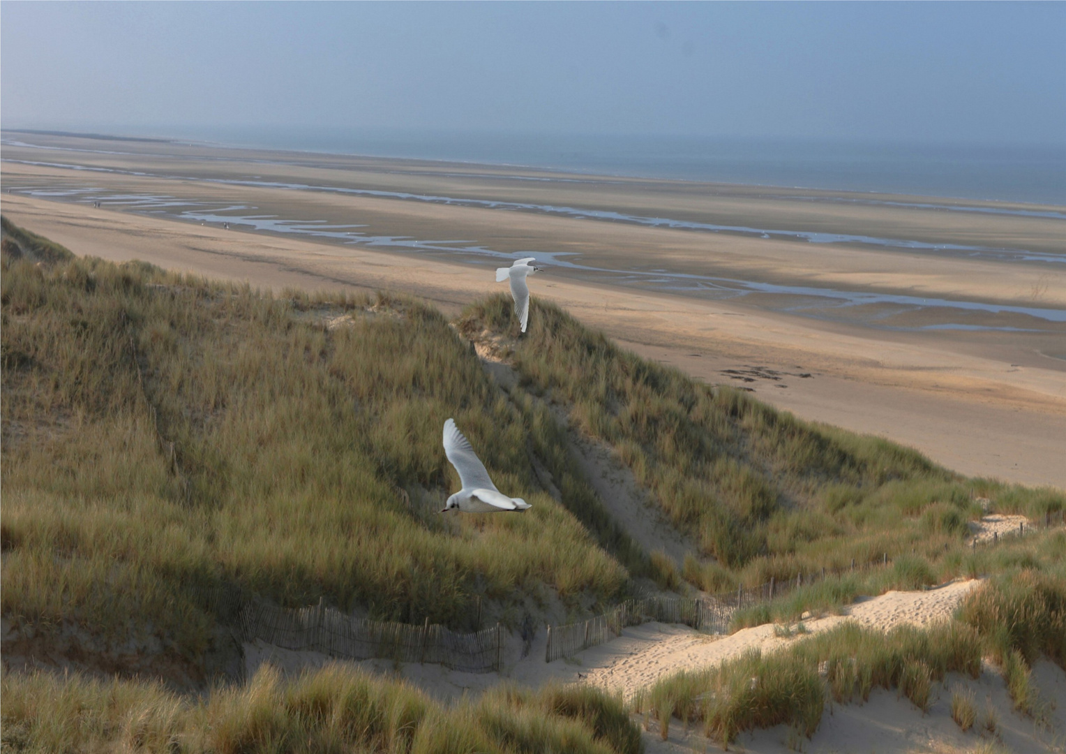 CÔTE D'OPALE, MERLIMONT , LA DUNE