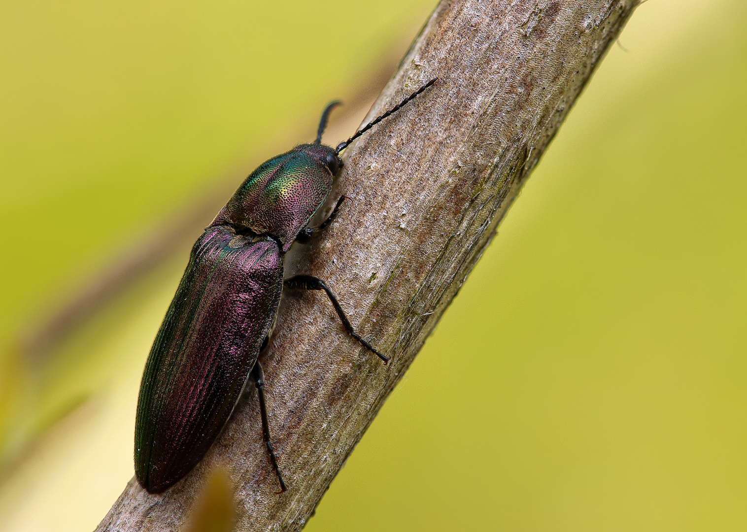 Ctenicera pectinicornis