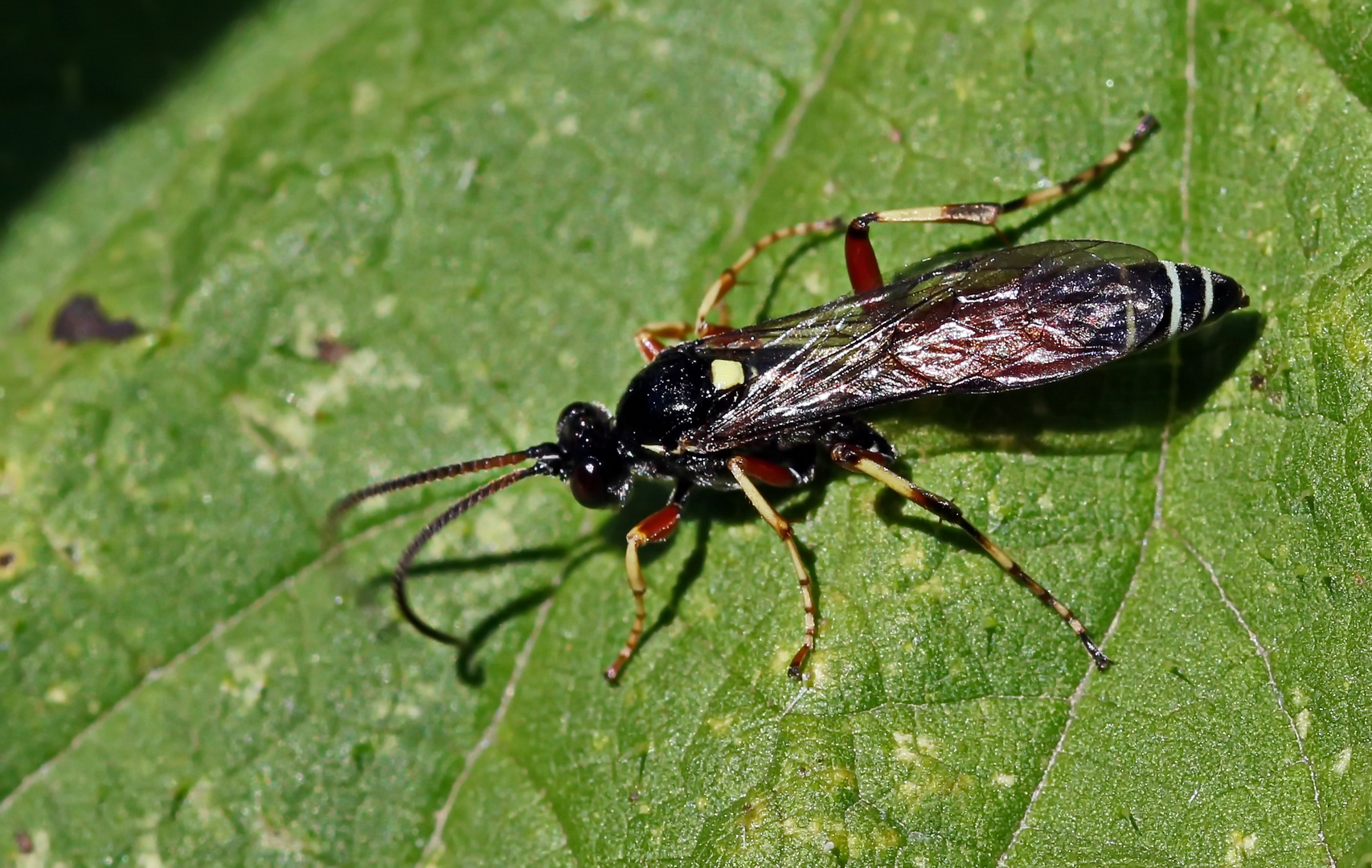 Ctenichneumon panzeri