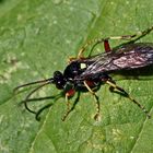 Ctenichneumon panzeri