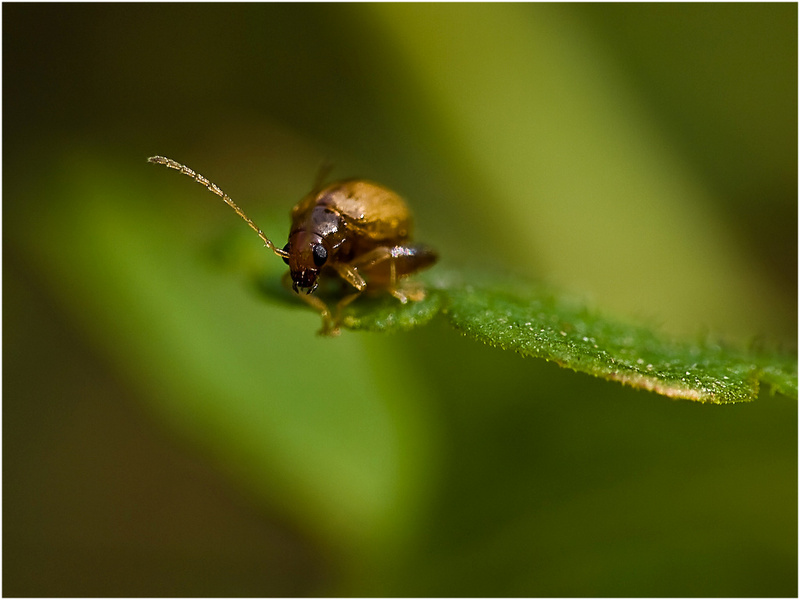 Cteniopus sulphureus