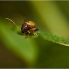 Cteniopus sulphureus