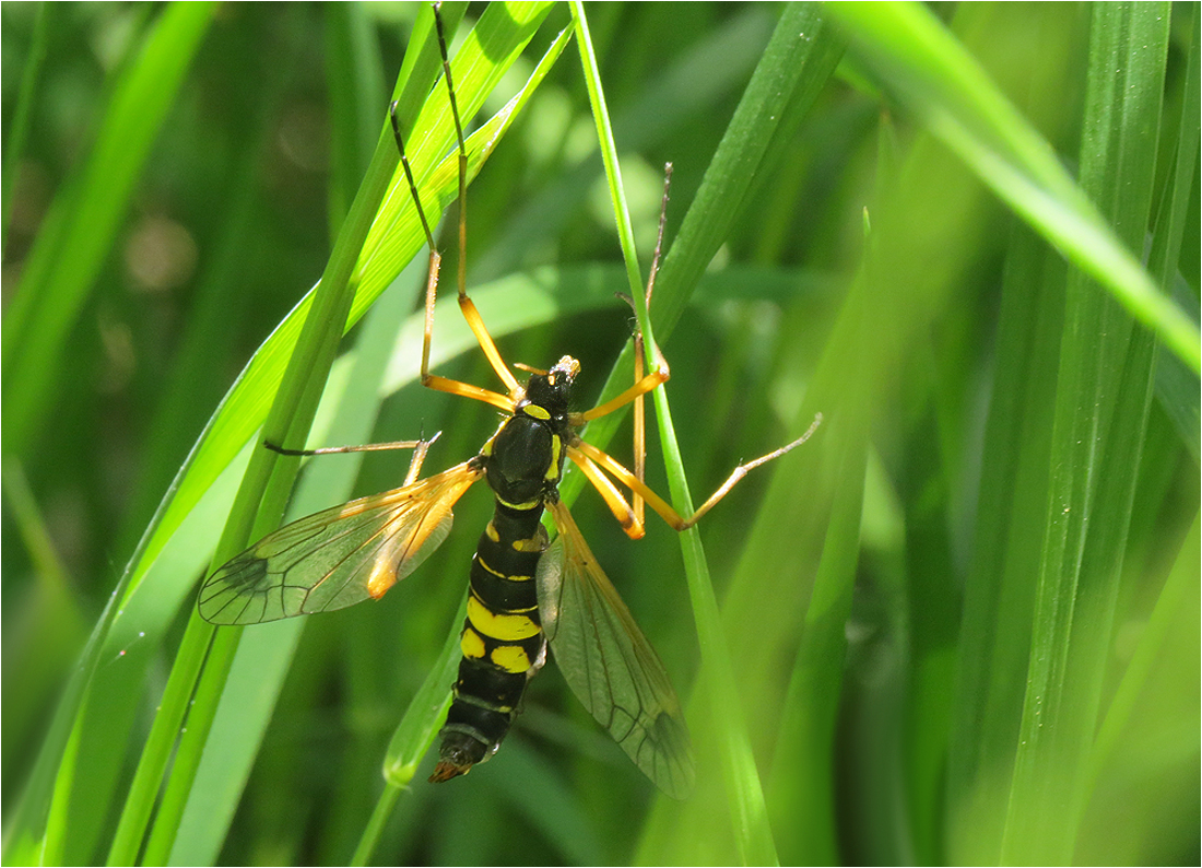   	Ctenophora festiva