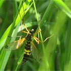   	Ctenophora festiva