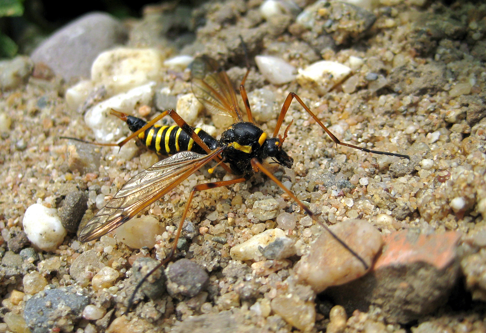 Ctenophora Flaveolata