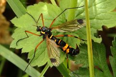 Ctenophora flaveolata