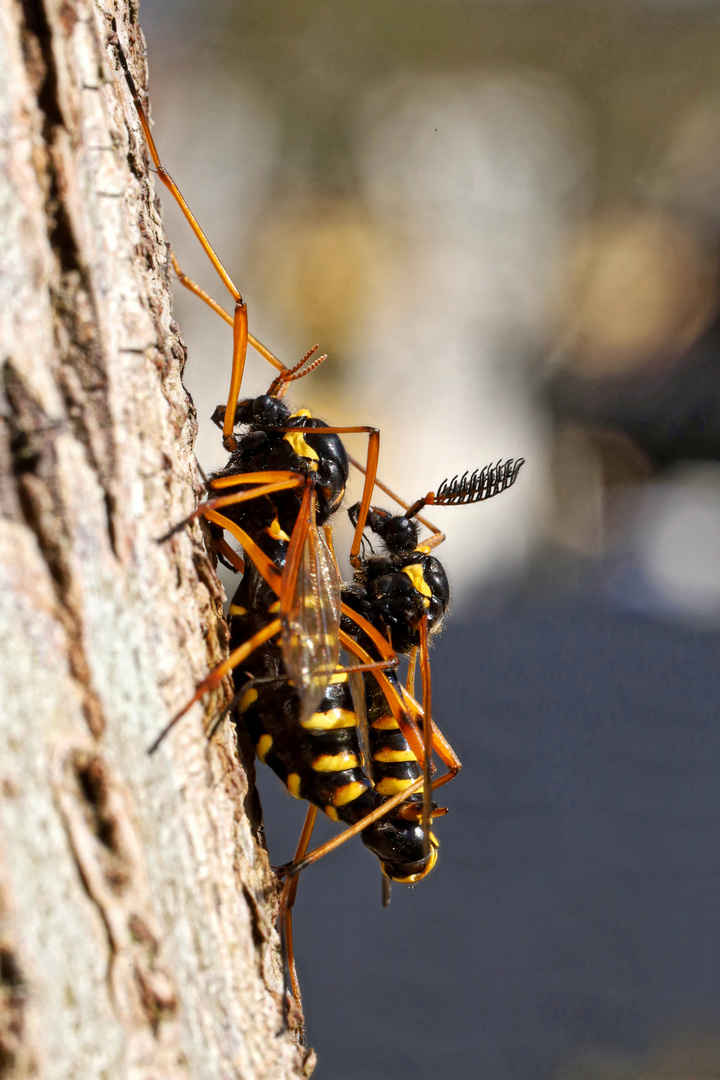 Ctenophora flaveolata female and male