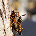 Ctenophora flaveolata female and male