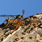 Ctenophora flaveolata - Kammschnaken bei der Paarung