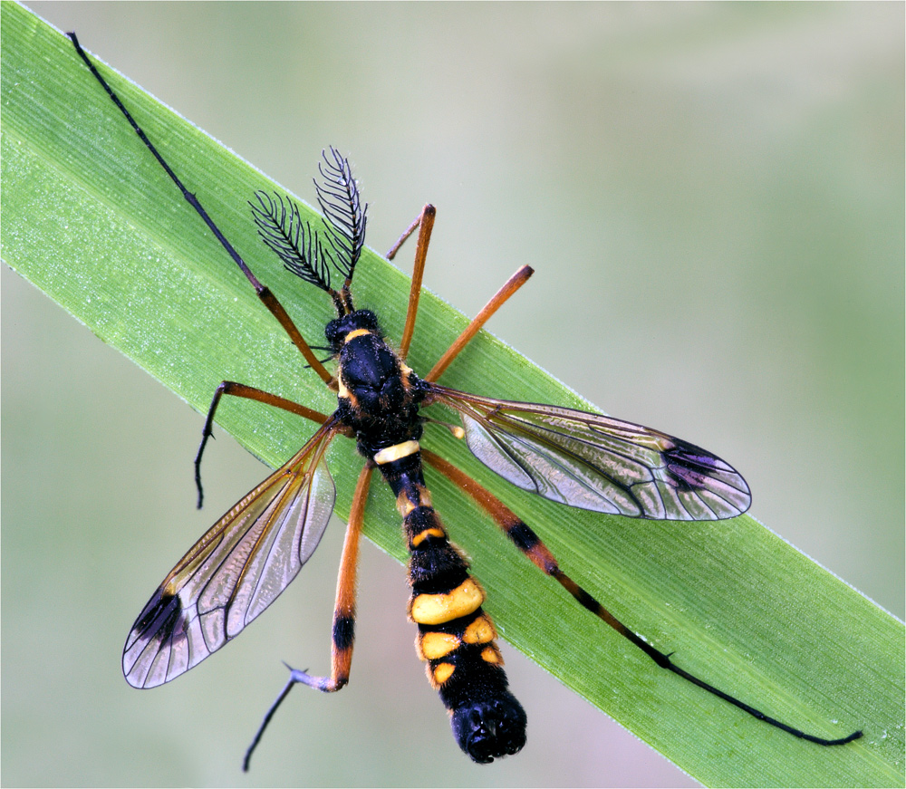 ~ Ctenophoro ornata ~