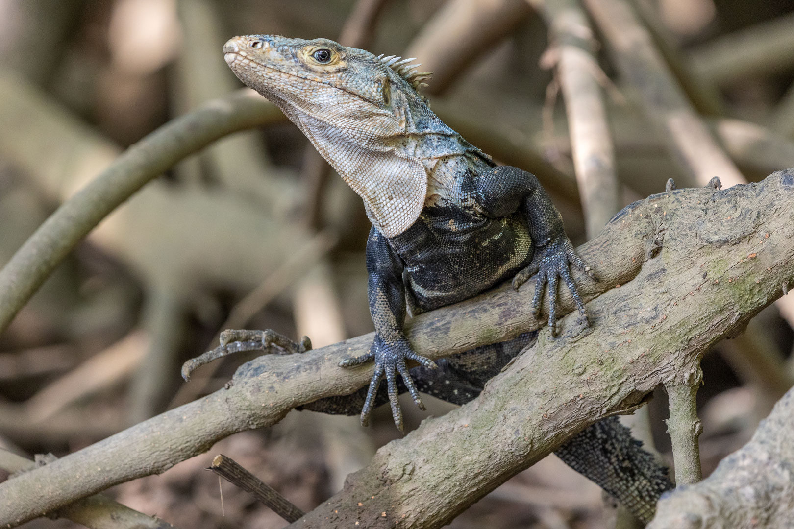 Ctenosaura similis