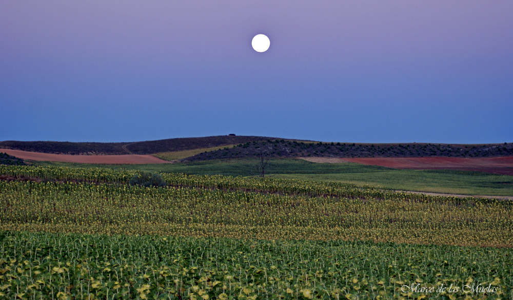 ...cuando salga la luna...