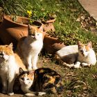 Cuatro gatos al sol