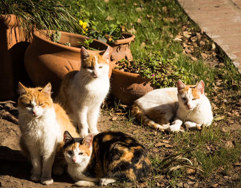 Cuatro gatos al sol