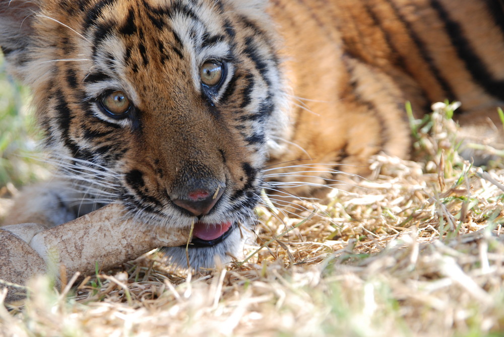 Cub of tiger