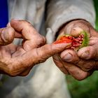 Cuba die Hände eines Bergbauern…