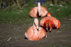 Cuba Flamingo