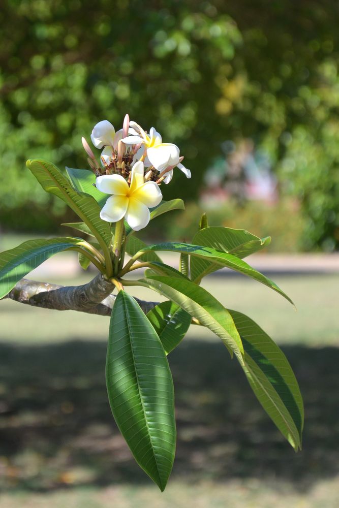 Cuba Flower von Thomas Kicherer 