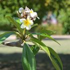 Cuba Flower