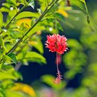 Cuba flowers