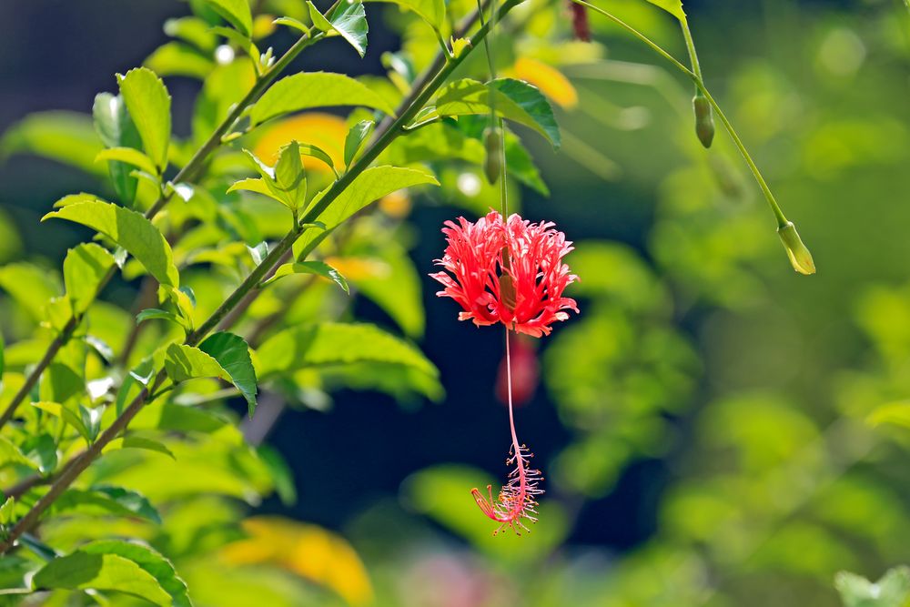 Cuba flowers