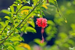 Cuba flowers