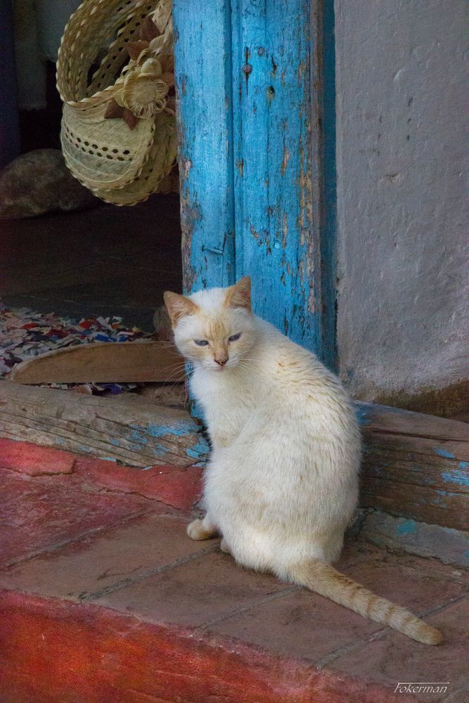 Cuba Gato