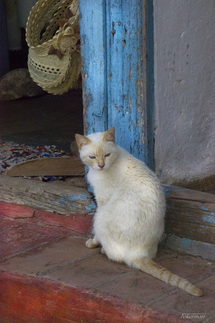 Cuba Gato