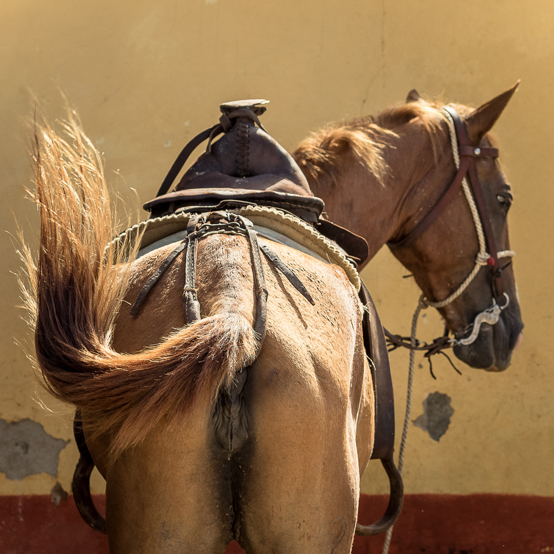 cuba horse