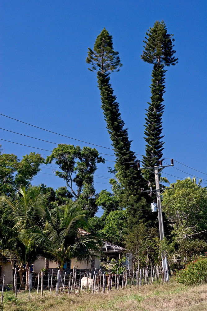 Cuba: Phallussymbole