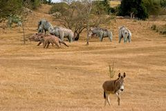 Cuba: Sozialistischer Jurassic Park bei Santiago de Cuba (1)